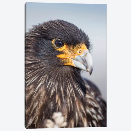 Adult Striated Caracara, Protected, Endemic To The Falkland Islands. Canvas Print #MZW142} by Martin Zwick Canvas Art Print