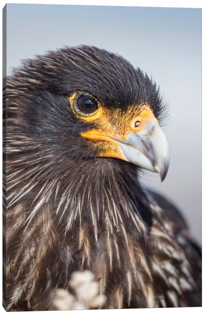 Adult Striated Caracara, Protected, Endemic To The Falkland Islands. Canvas Art Print - Martin Zwick