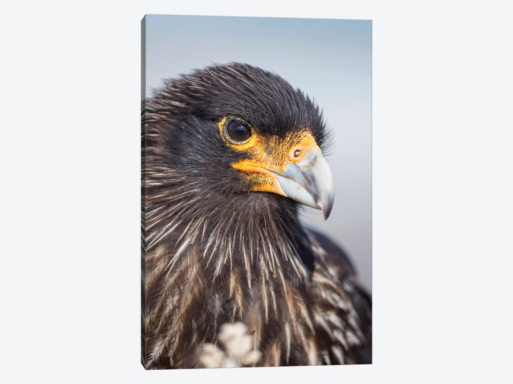 Adult Striated Caracara, Protected, Endemic To The Falkland Islands. by Martin Zwick 1-piece Art Print