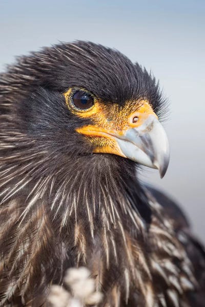 Adult Striated Caracara I, Protected, Endemic To The Falkland Islands.