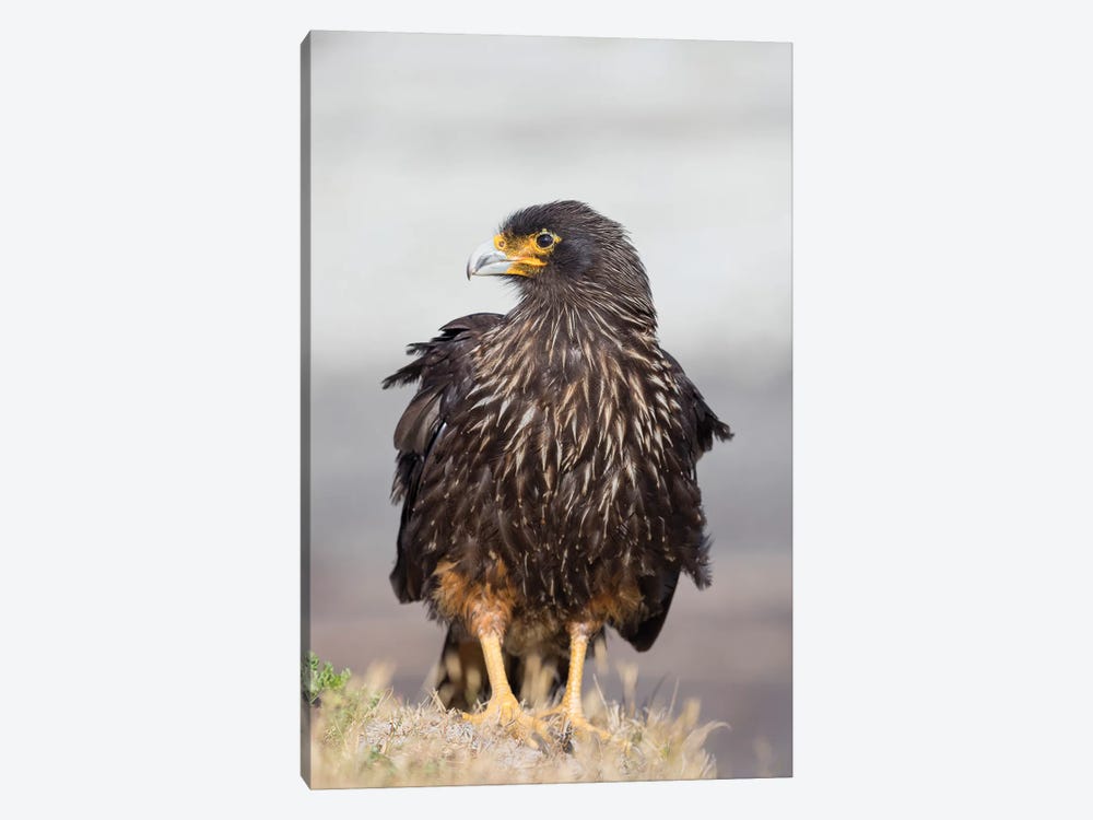 Adult Striated Caracara, Protected, Endemic To The Falkland Islands. by Martin Zwick 1-piece Canvas Wall Art