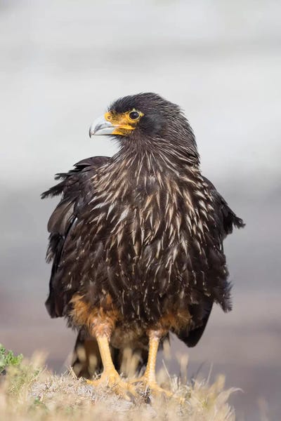 Adult Striated Caracara II, Protected, Endemic To The Falkland Islands.