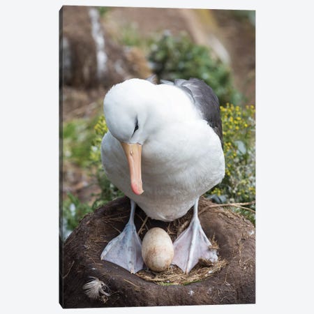 Adult With Egg On Tower-Shaped Nest. Black-Browed Albatross Or Black-Browed Mollymawk, Falkland Islands. Canvas Print #MZW144} by Martin Zwick Canvas Artwork