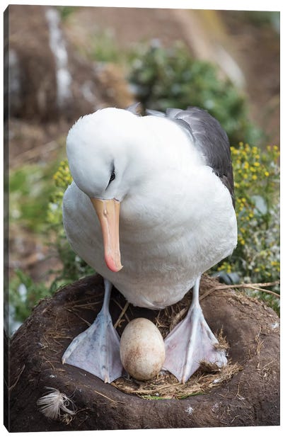 Adult With Egg On Tower-Shaped Nest. Black-Browed Albatross Or Black-Browed Mollymawk, Falkland Islands. Canvas Art Print - Nests