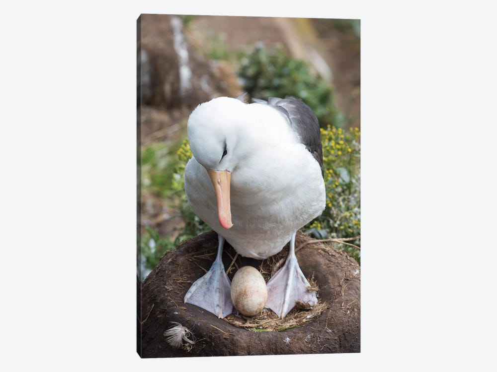Adult With Egg On Tower-Shaped Nest. Black-Browed Albatross Or Black-Browed Mollymawk, Falkland Islands. by Martin Zwick 1-piece Canvas Print