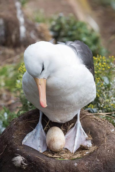 Adult With Egg On Tower-Shaped Nest. Black-Browed Albatross Or Black-Browed Mollymawk, Falkland Islands.