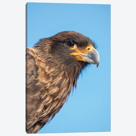 Adult With Typical Yellow Skin In Face. Striated Caracara Or Johnny Rook, Protected, Endemic To The Falkland Islands. Canvas Print #MZW145} by Martin Zwick Canvas Wall Art