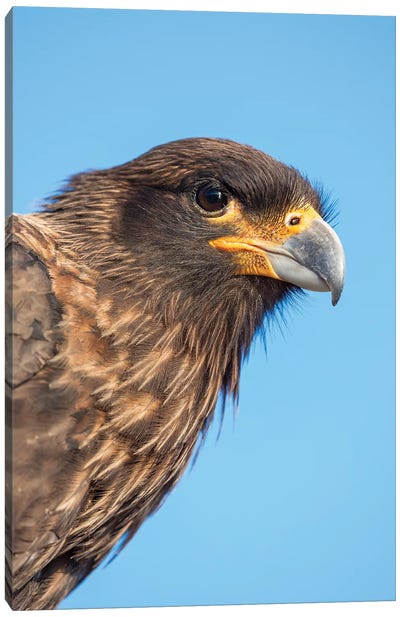 Adult With Typical Yellow Skin In Face. Striated Caracara Or Johnny Rook, Protected, Endemic To The Falkland Islands. Canvas Art Print - Martin Zwick