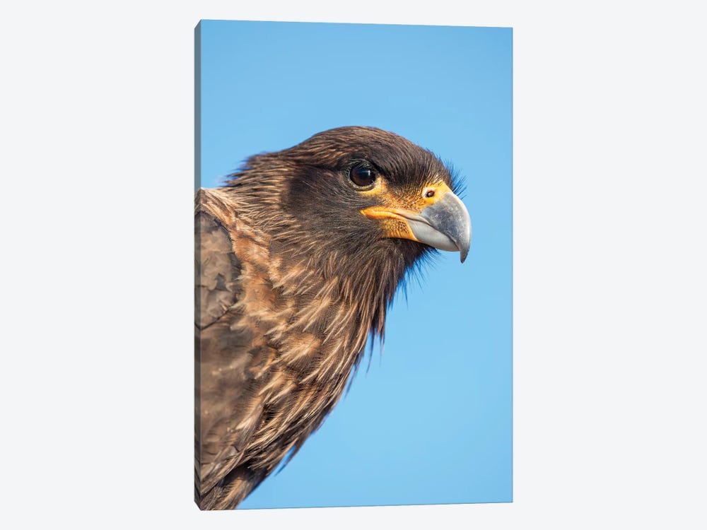 Adult With Typical Yellow Skin In Face. Striated Caracara Or Johnny Rook, Protected, Endemic To The Falkland Islands. by Martin Zwick 1-piece Canvas Artwork