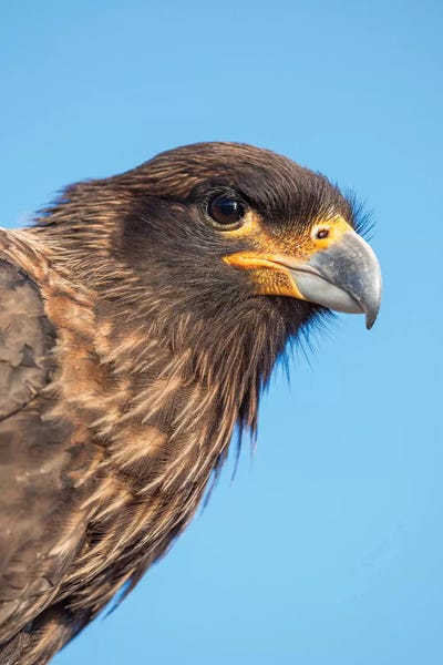 Martin Zwick: Adult With Typical Yellow Skin In Face. Striated Caracara Or Johnny Rook, Protected, Endemic To The Falkland Islands. by Martin Zwick