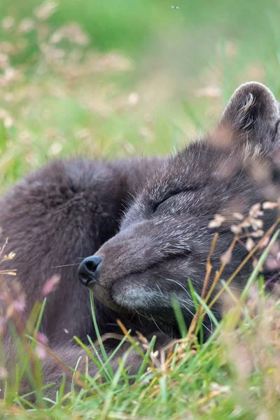Arctic Fox, Melrakkasetur Islands, Westfjords, Iceland by Martin Zwick art print