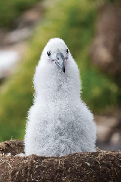 Martin Zwick: Black-Browed Albatross Chick On Tower-Shaped Nest, Falkland Islands. by Martin Zwick
