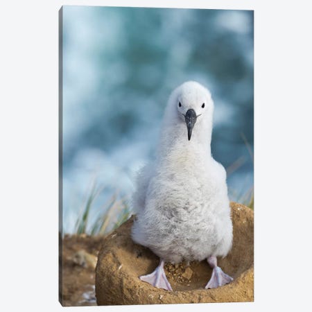 Black-Browed Albatross Chick On Tower-Shaped Nest, Falkland Islands. Canvas Print #MZW148} by Martin Zwick Canvas Print
