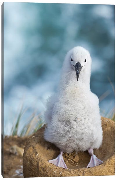 Black-Browed Albatross Chick On Tower-Shaped Nest, Falkland Islands. Canvas Art Print - Nests