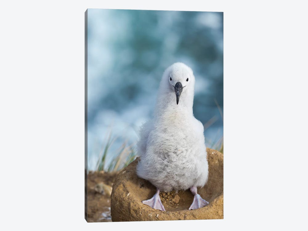 Black-Browed Albatross Chick On Tower-Shaped Nest, Falkland Islands. by Martin Zwick 1-piece Art Print