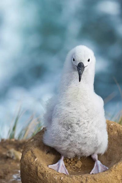 Black-Browed Albatross Chick On Tower-Shaped Nest, Falkland Islands.