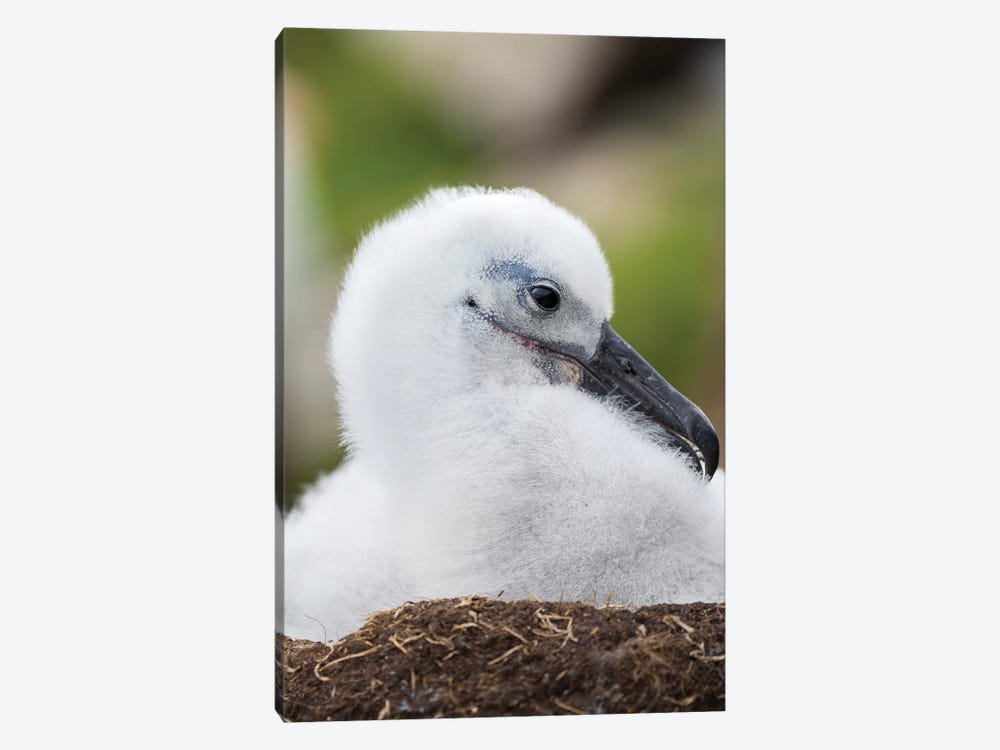 Black-Browed Albatross Chick On Tower-Shaped Nest, Falkland Islands. by Martin Zwick 1-piece Canvas Art