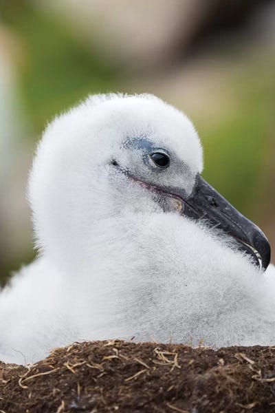Martin Zwick: Black-Browed Albatross Chick On Tower-Shaped Nest, Falkland Islands. by Martin Zwick