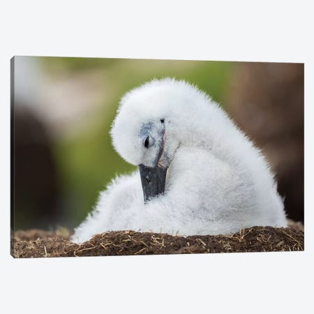 Black-Browed Albatross Chick On Tower-Shaped Nest, Falkland Islands. Canvas Print #MZW150} by Martin Zwick Canvas Wall Art