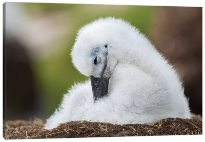 Black-Browed Albatross Chick On Tower-Shaped Nest, Falkland Islands. Canvas Art Print - Nests