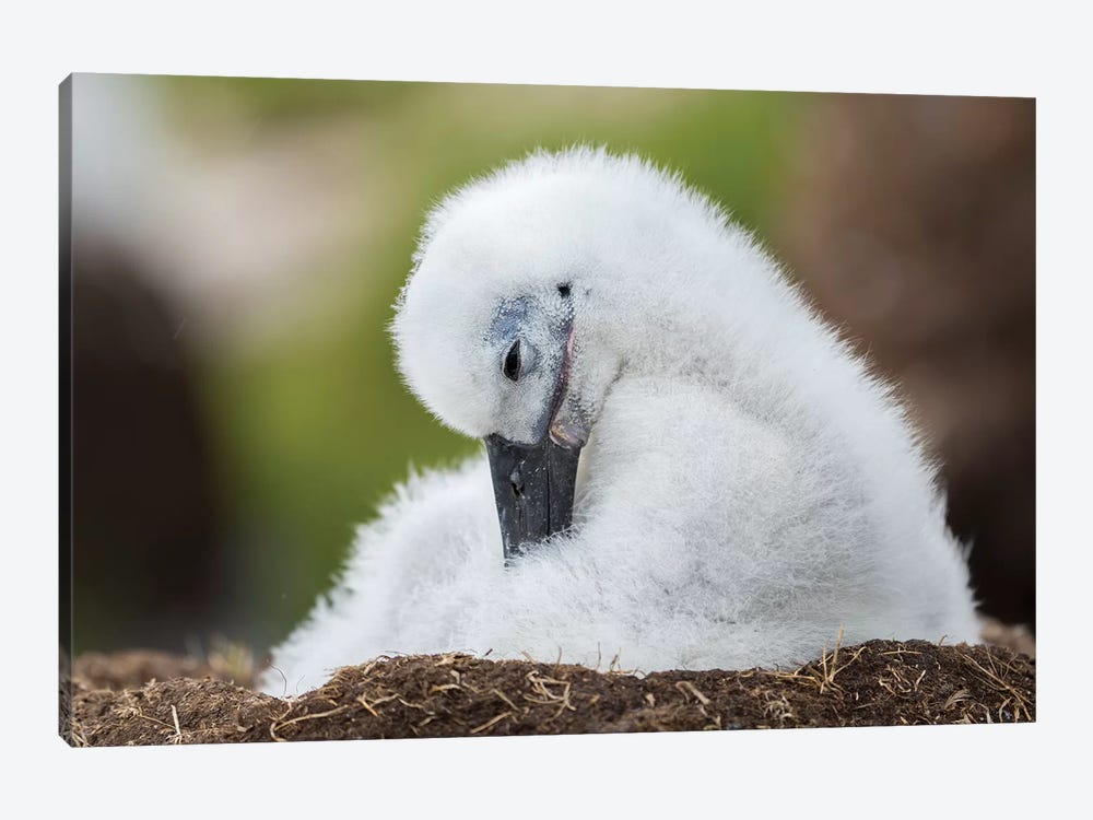 Black-Browed Albatross Chick On Tower-Shaped Nest, Falkland Islands. by Martin Zwick 1-piece Canvas Artwork
