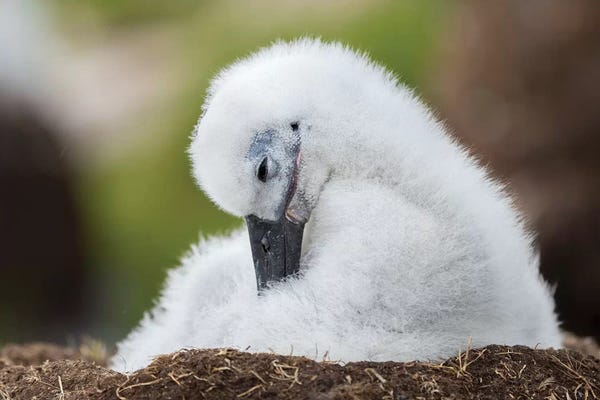 Martin Zwick: Black-Browed Albatross Chick On Tower-Shaped Nest, Falkland Islands. by Martin Zwick