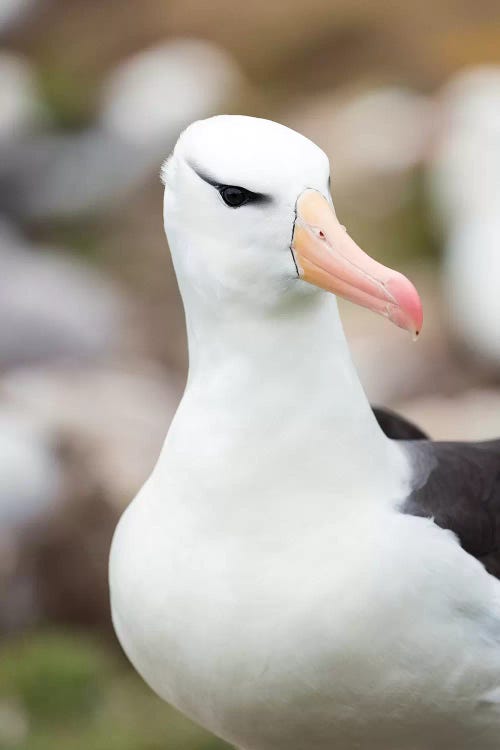 Black-Browed Albatross Or Black-Browed Mollymawk, Falkland Islands.