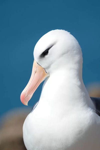 Martin Zwick: Black-Browed Albatross Or Black-Browed Mollymawk, Falkland Islands. by Martin Zwick