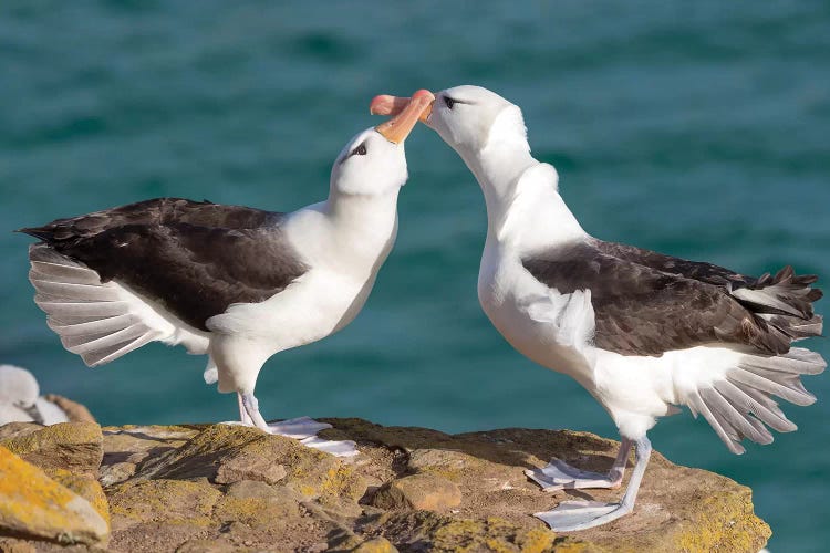 Black-Browed Albatross Or Black-Browed Mollymawk, Typical Courtship And Greeting Behavior, Falkland Islands.