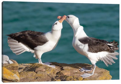 Black-Browed Albatross Or Black-Browed Mollymawk, Typical Courtship And Greeting Behavior, Falkland Islands. Canvas Art Print - Martin Zwick