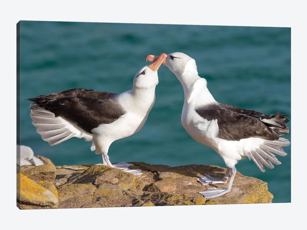 Black-Browed Albatross Or Black-Browed Mollymawk, Typical Courtship And Greeting Behavior, Falkland Islands. by Martin Zwick 1-piece Art Print