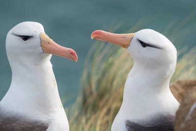 Black-Browed Albatross, Typical Courtship And Greeting Behavior, Falkland Islands. by Martin Zwick art print