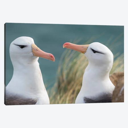 Black-Browed Albatross, Typical Courtship And Greeting Behavior, Falkland Islands. Canvas Print #MZW154} by Martin Zwick Canvas Print