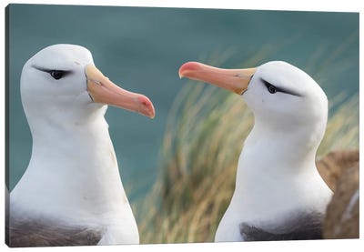 Black-Browed Albatross, Typical Courtship And Greeting Behavior, Falkland Islands. Canvas Art Print - Martin Zwick
