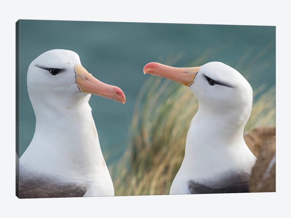 Black-Browed Albatross, Typical Courtship And Greeting Behavior, Falkland Islands. by Martin Zwick 1-piece Canvas Wall Art
