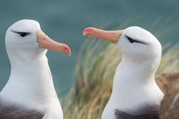 Martin Zwick: Black-Browed Albatross, Typical Courtship And Greeting Behavior, Falkland Islands. by Martin Zwick