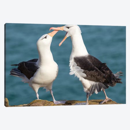 Black-Browed Albatross, Typical Courtship And Greeting Behavior, Falkland Islands. Canvas Print #MZW155} by Martin Zwick Canvas Print