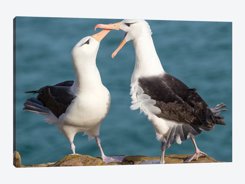 Black-Browed Albatross, Typical Courtship And Greeting Behavior, Falkland Islands. by Martin Zwick 1-piece Canvas Print