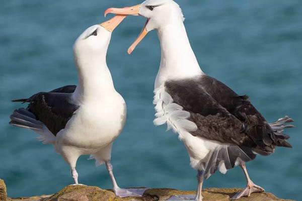 Martin Zwick: Black-Browed Albatross, Typical Courtship And Greeting Behavior, Falkland Islands. by Martin Zwick