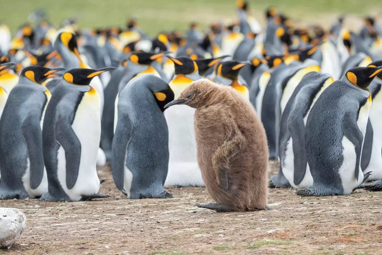 Chick In Brown Plumage. King Penguin On Falkland Islands.