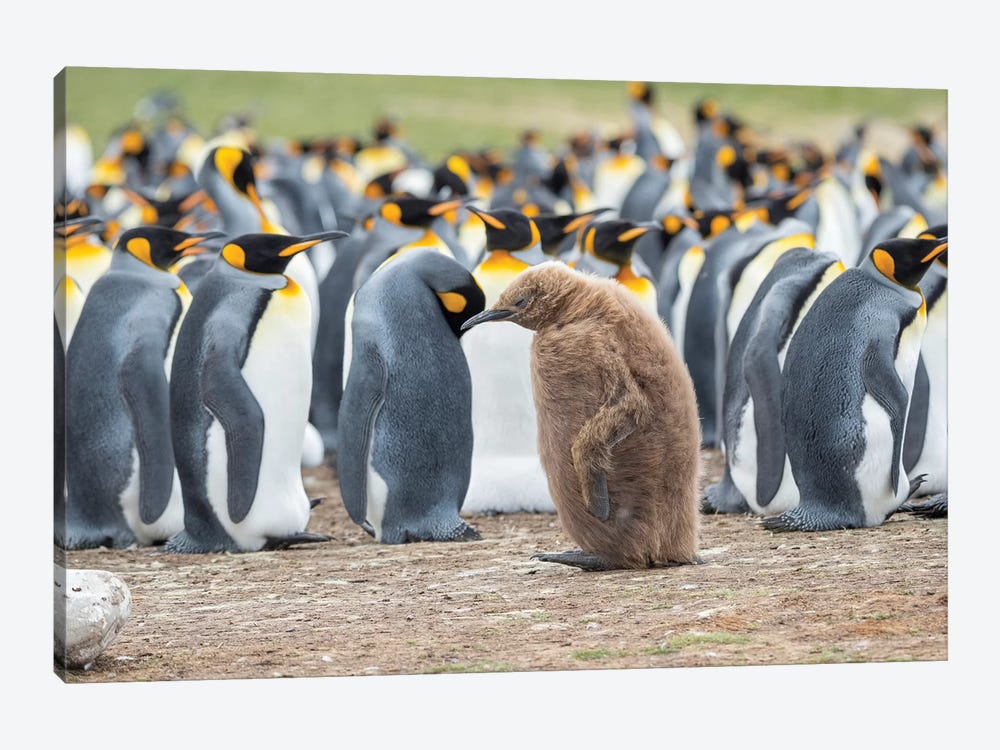 Chick In Brown Plumage. King Penguin On Falkland Islands. 1-piece Canvas Artwork