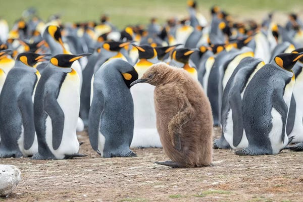 Penguins: Chick In Brown Plumage. King Penguin On Falkland Islands. by Martin Zwick
