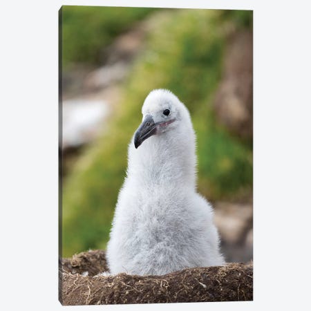 Chick On Tower-Shaped Nest. Black-Browed Albatross Or Black-Browed Mollymawk, Falkland Islands. Canvas Print #MZW157} by Martin Zwick Art Print