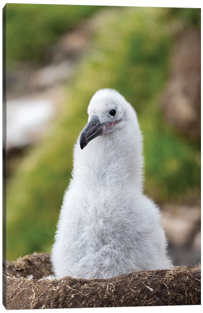 Chick On Tower-Shaped Nest. Black-Browed Albatross Or Black-Browed Mollymawk, Falkland Islands. Canvas Art Print - Nests