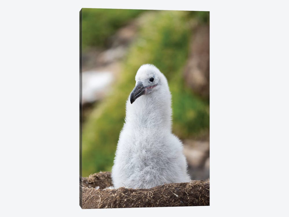 Chick On Tower-Shaped Nest. Black-Browed Albatross Or Black-Browed Mollymawk, Falkland Islands. by Martin Zwick 1-piece Canvas Art Print
