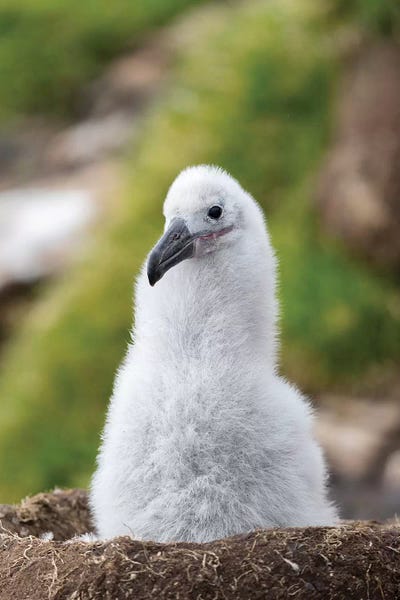 Chick On Tower-Shaped Nest. Black-Browed Albatross Or Black-Browed Mollymawk, Falkland Islands.