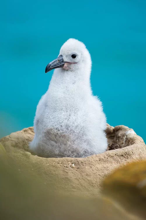 Chick On Tower-Shaped Nest. Black-Browed Albatross Or Black-Browed Mollymawk, Falkland Islands.