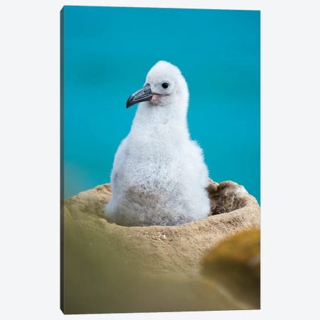 Chick On Tower-Shaped Nest. Black-Browed Albatross Or Black-Browed Mollymawk, Falkland Islands. Canvas Print #MZW158} by Martin Zwick Canvas Wall Art