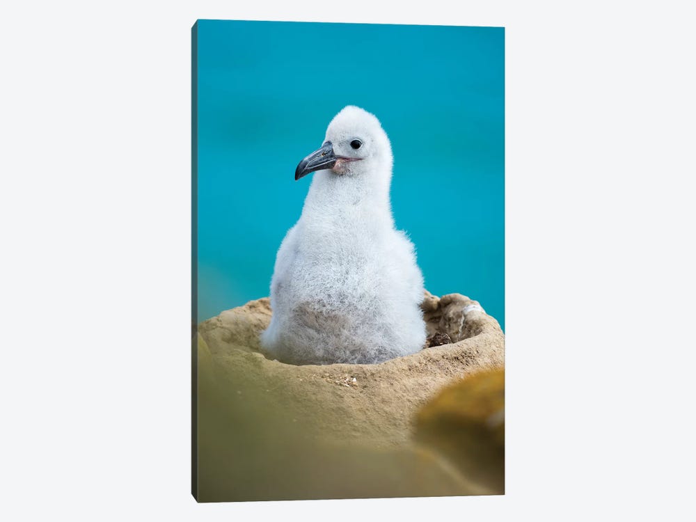 Chick On Tower-Shaped Nest. Black-Browed Albatross Or Black-Browed Mollymawk, Falkland Islands. by Martin Zwick 1-piece Canvas Art