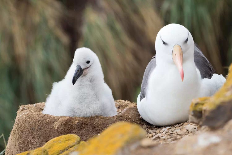 Chick On Tower-Shaped Nest. Black-Browed Albatross Or Black-Browed Mollymawk, Falkland Islands.
